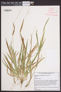 Dichanthelium laxiflorum image