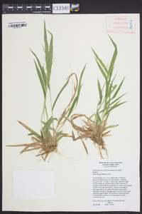 Dichanthelium laxiflorum image