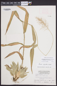 Dichanthelium polyanthes image