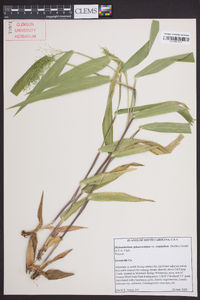 Dichanthelium polyanthes image