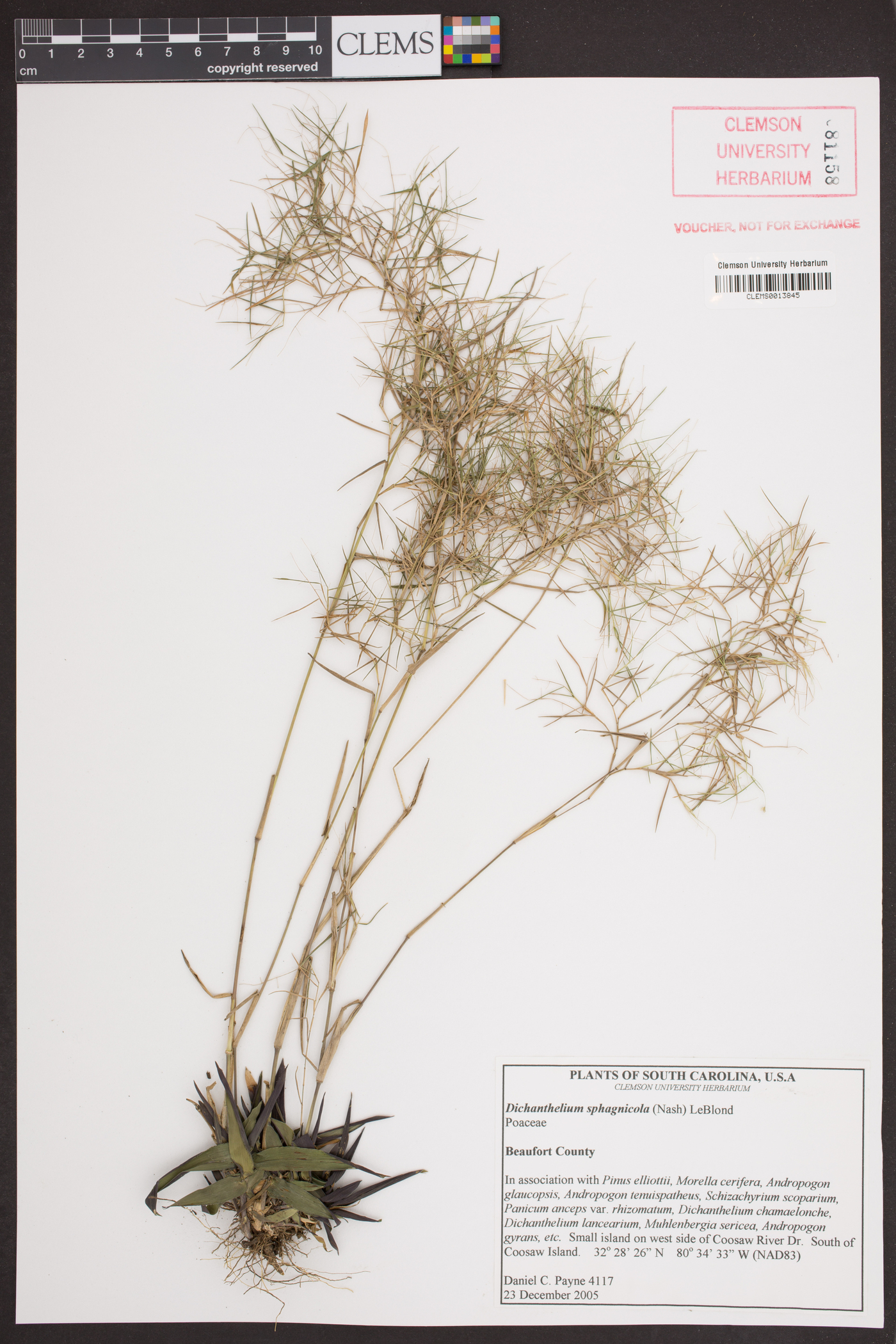 Dichanthelium dichotomum subsp. lucidum image