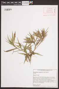 Dichanthelium dichotomum subsp. lucidum image