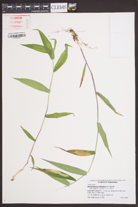 Dichanthelium latifolium image