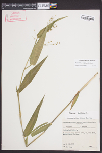 Dichanthelium latifolium image