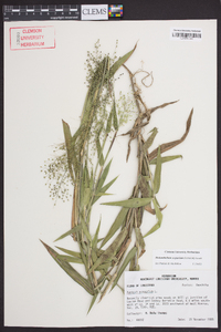 Dichanthelium scoparium image