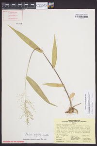 Dichanthelium polyanthes image