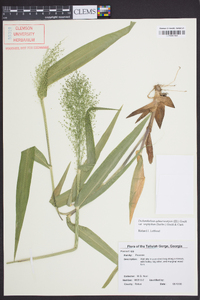 Dichanthelium polyanthes image