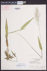 Dichanthelium polyanthes image