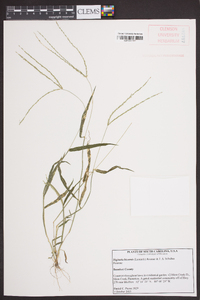 Digitaria bicornis image