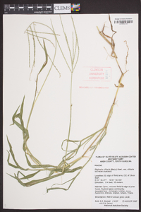 Digitaria ciliaris image