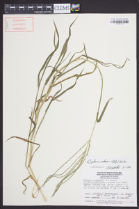 Digitaria ciliaris image