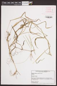 Digitaria ciliaris image