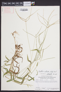 Digitaria ciliaris image