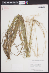 Digitaria filiformis image