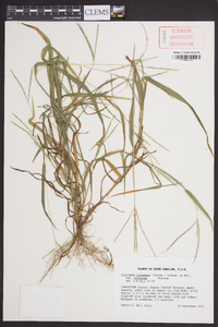 Digitaria ischaemum image