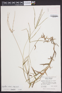 Digitaria ciliaris image