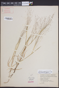 Digitaria cognata image