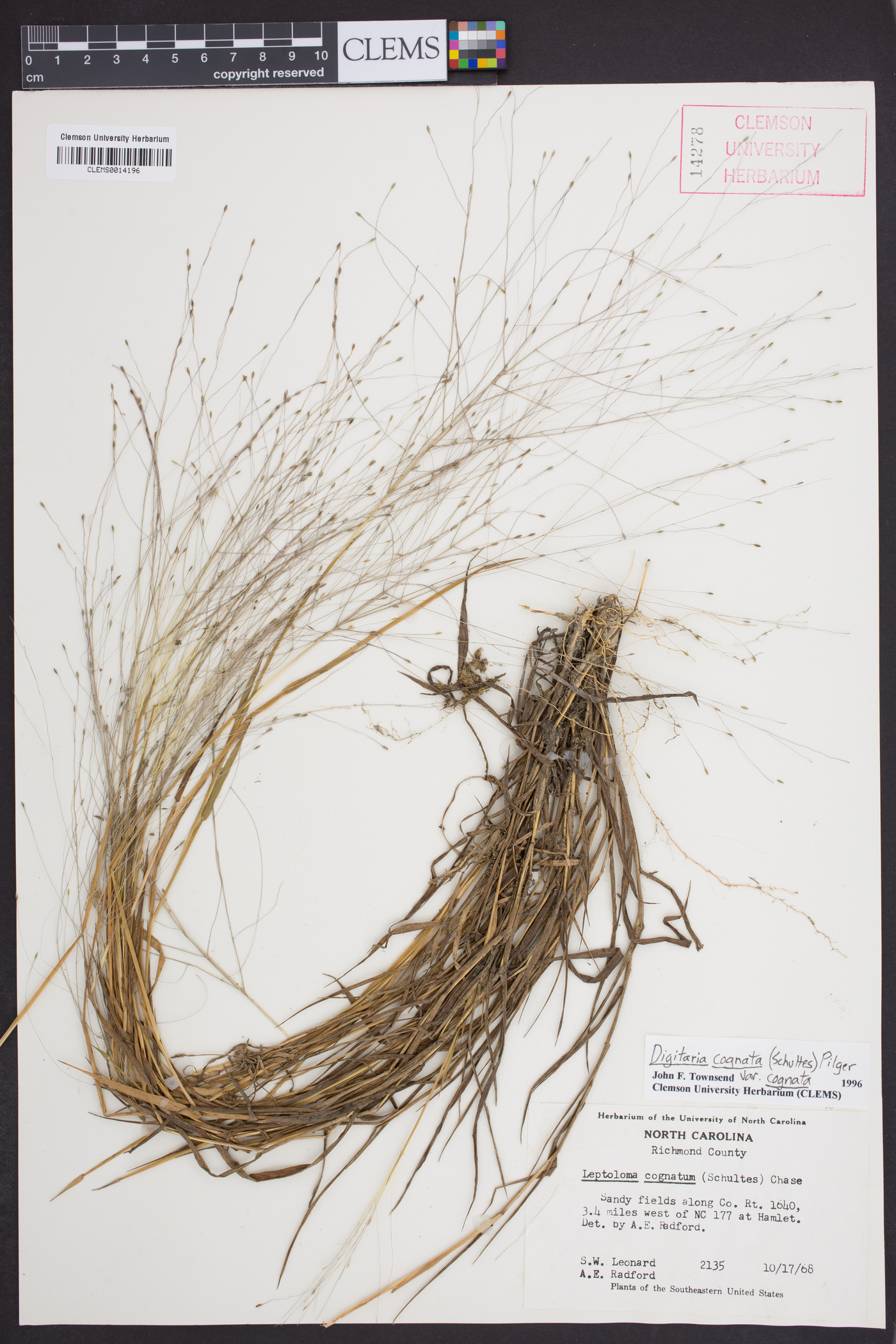Digitaria cognata var. cognata image