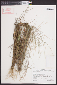 Digitaria filiformis image