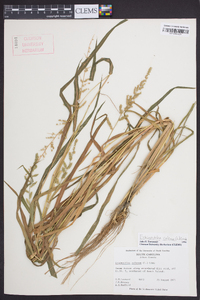 Echinochloa colona image