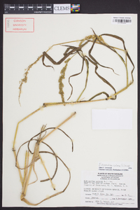 Echinochloa colona image