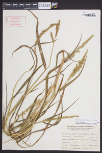 Echinochloa colona image