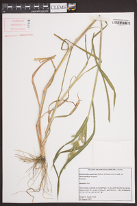 Echinochloa muricata var. microstachya image