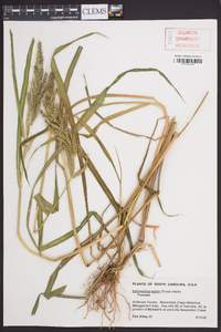 Echinochloa walteri image