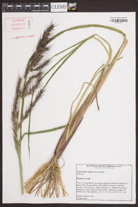 Echinochloa walteri image