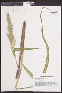 Echinochloa walteri image