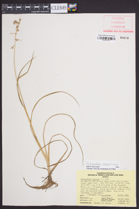 Echinochloa colona image