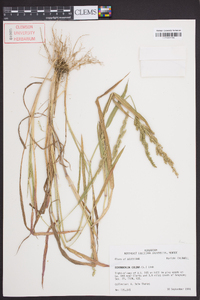 Echinochloa colona image