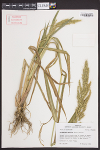 Echinochloa walteri image