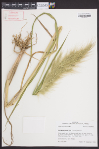 Echinochloa walteri image