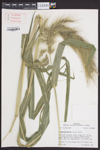 Echinochloa walteri image