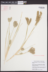 Eleusine coracana subsp. coracana image