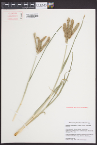 Eleusine coracana subsp. coracana image