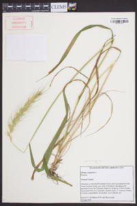 Elymus glabriflorus image