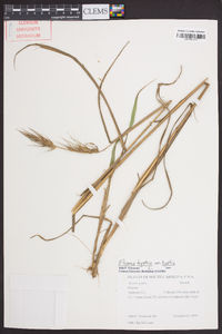 Elymus hystrix image