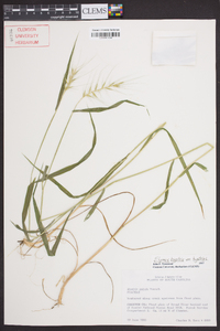 Elymus hystrix image