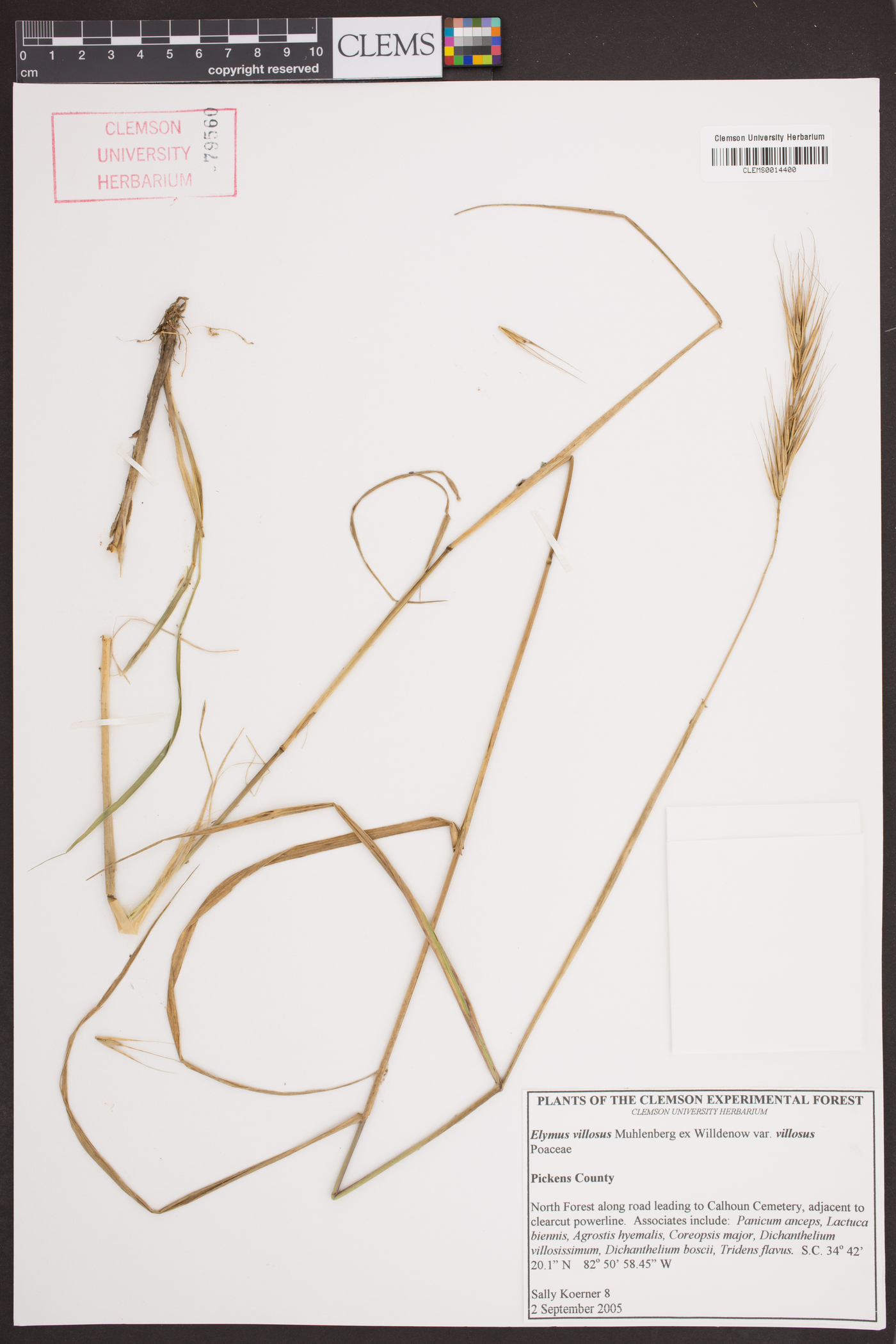 Elymus glabriflorus image