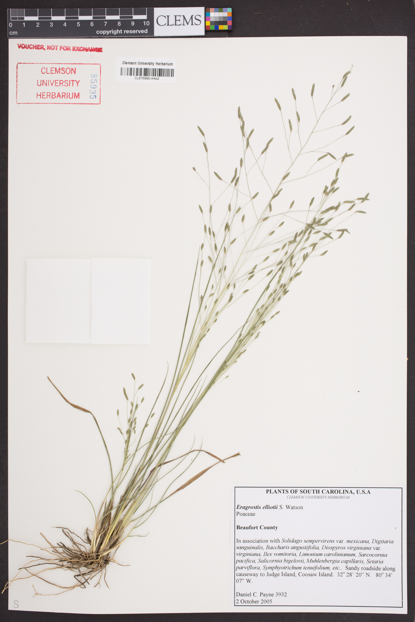 Eragrostis elliottii image