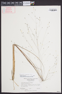 Eragrostis campestris image