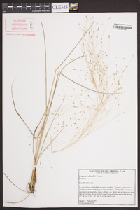 Eragrostis elliottii image