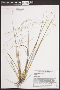 Eragrostis elliottii image