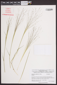 Eragrostis capillaris image