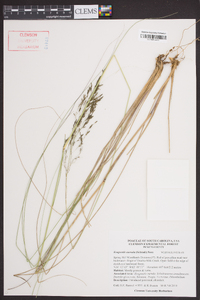 Eragrostis curvula image