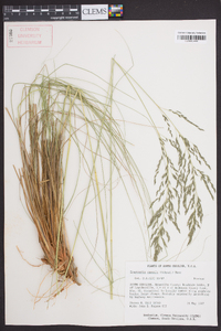 Eragrostis curvula image