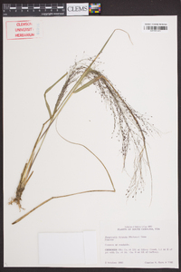 Eragrostis hirsuta image