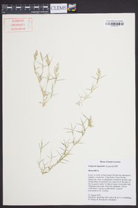 Eragrostis hypnoides image